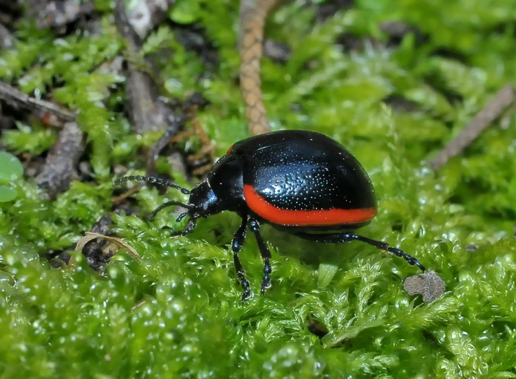 Chrysolina  rossia - dalle colline di Firenze Sud